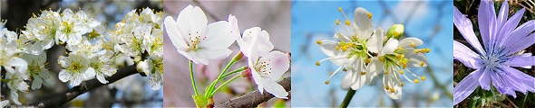 Bach bloesems